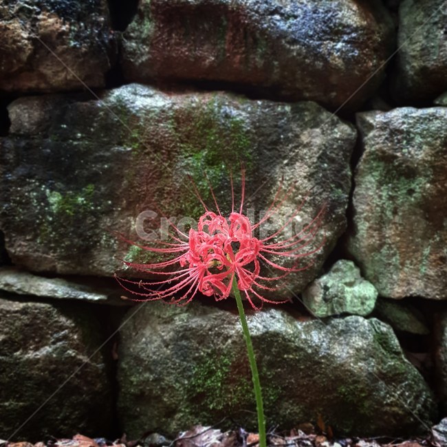 plant,식물,상사화,돌담,포인트,레드,꽃,식물,자연,plants,nature,꽃,flower