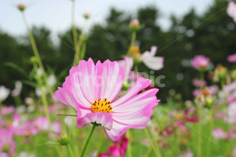 꽃,코스모스,코스모스꽃,식물,국화과,가을,식물,자연,plants,nature,꽃,flower