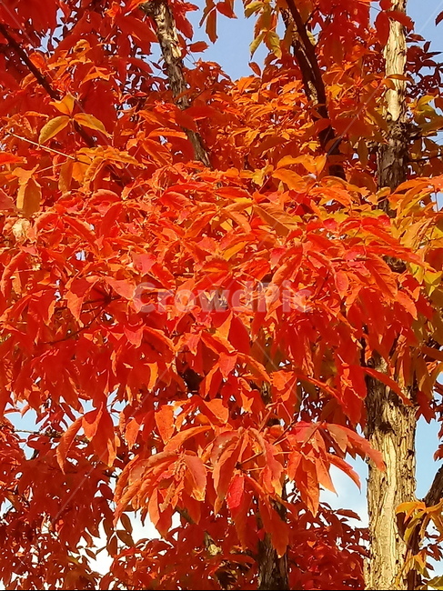 낙엽,단풍,leaf,나뭇잎,단풍나무,식물,자연,maple,나무,낙엽활엽관목,잎,붉은잎,가을,계절,fall,autumn,season,식물,자연,plants,nature,plant,tree