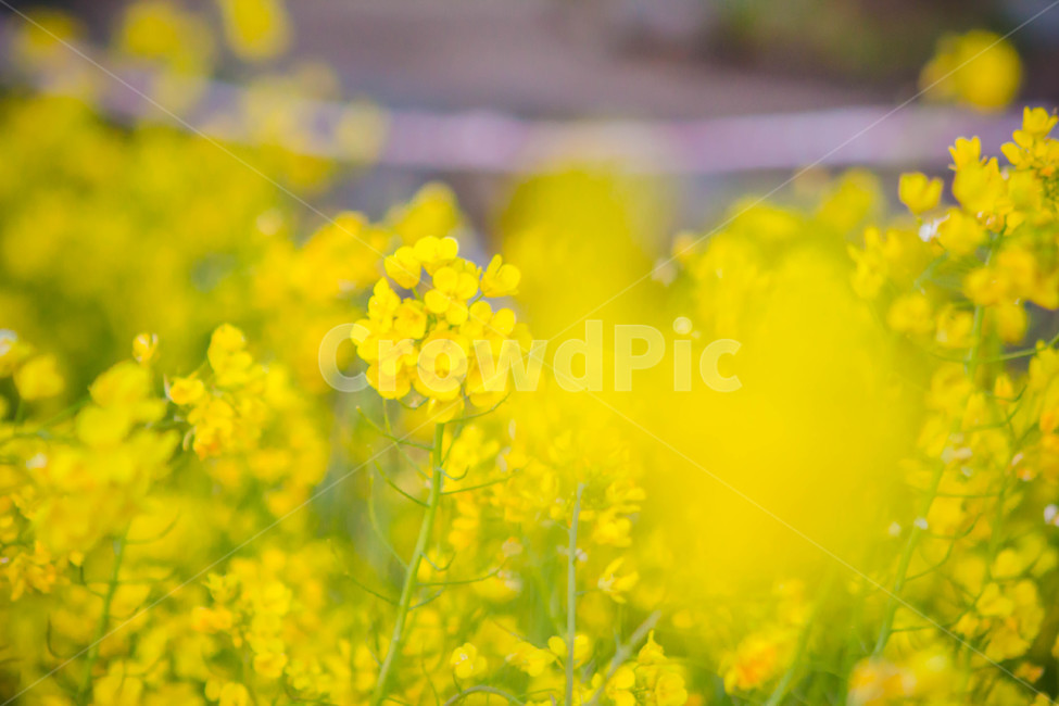 유채꽃,꽃밭,노란꽃,봄꽃,꽃,봄날,봄,계절,spring,season,식물,자연,plants,nature,꽃,flower