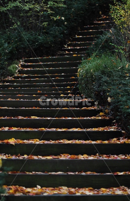 계단,낙엽,가을,handrail,난간