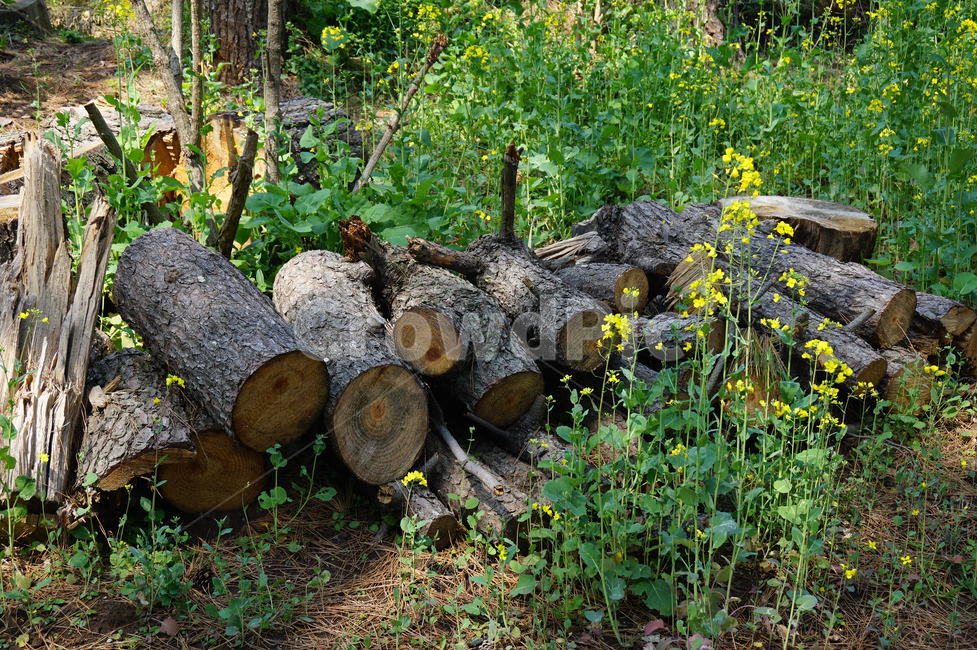 장작,나무,자연,식물,firewood,tree,plants,nature