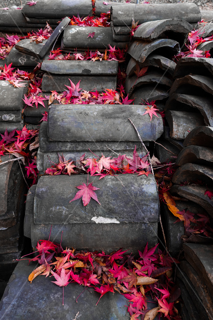 leaf,잎,plant,식물,단풍잎,가을,빨간단풍,기와장,단풍,가을잎,가을식물,낙엽
