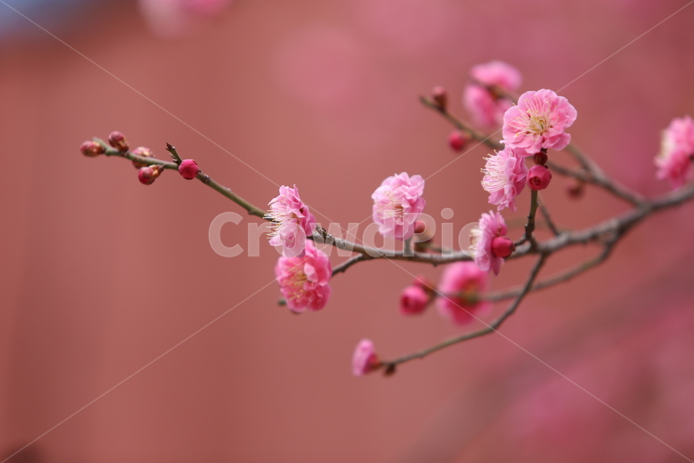 blosson,pink flower,koreanflower,flower,spring flowers,red plum blossom,springflower,pinkflower,plant,maewha,plum blossom,japaneseapricot