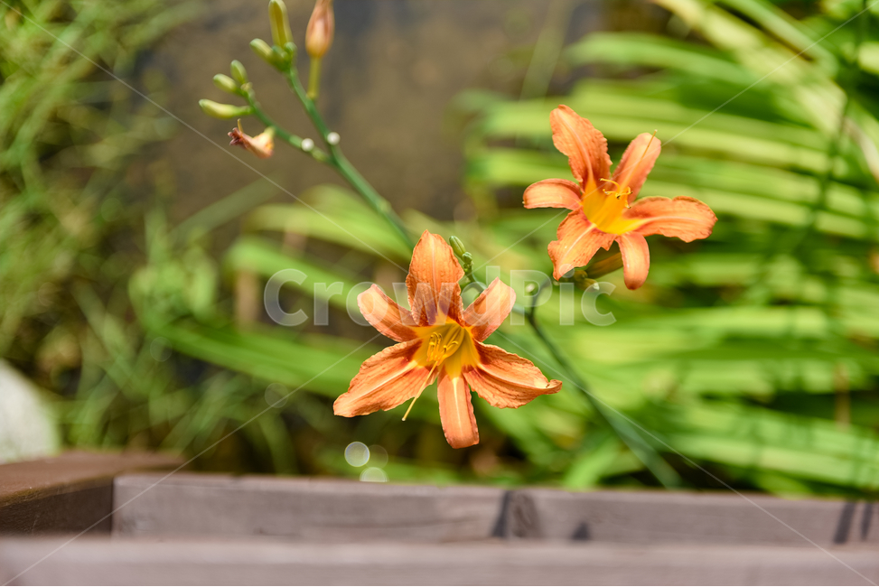 꽃,자연,접사,힐링,배경화면,plants,nature,flower,feeling,색깔,색상,색채,색감,colorsense,colorsensitivity