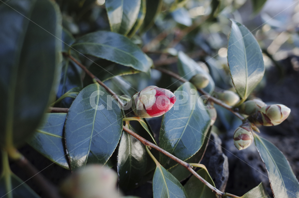 꽃,flower,blossom,red,redflower,빨간꽃,동백,동백꽃,camellia,plant,식물,leaf,잎,꽃봉오리,식물,자연,plants,nature,꽃,flower