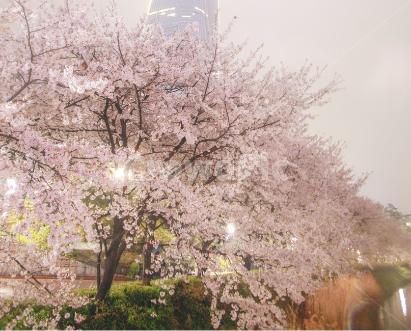 봄,벚꽃,야경,자연,감성,봄,계절,spring,season,야경,밤,풍경,nightscape,night,landscape,랜드마크,landmark,tourist attraction,한국랜드마크,한국관광지,한국명소,korea landmark,korea tourist attraction,plant,식물,flower,꽃,cherry blossom,blossom