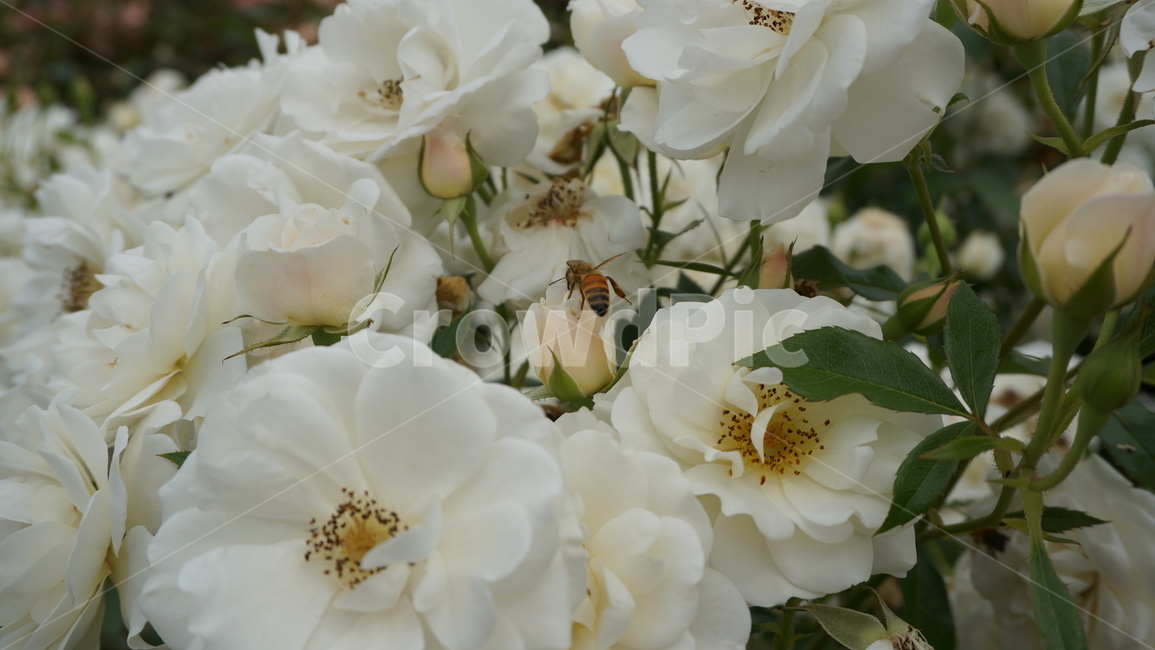 꽃,자연,식물,꽃축제,예쁜꽃,식물,자연,plants,nature,꽃,flower