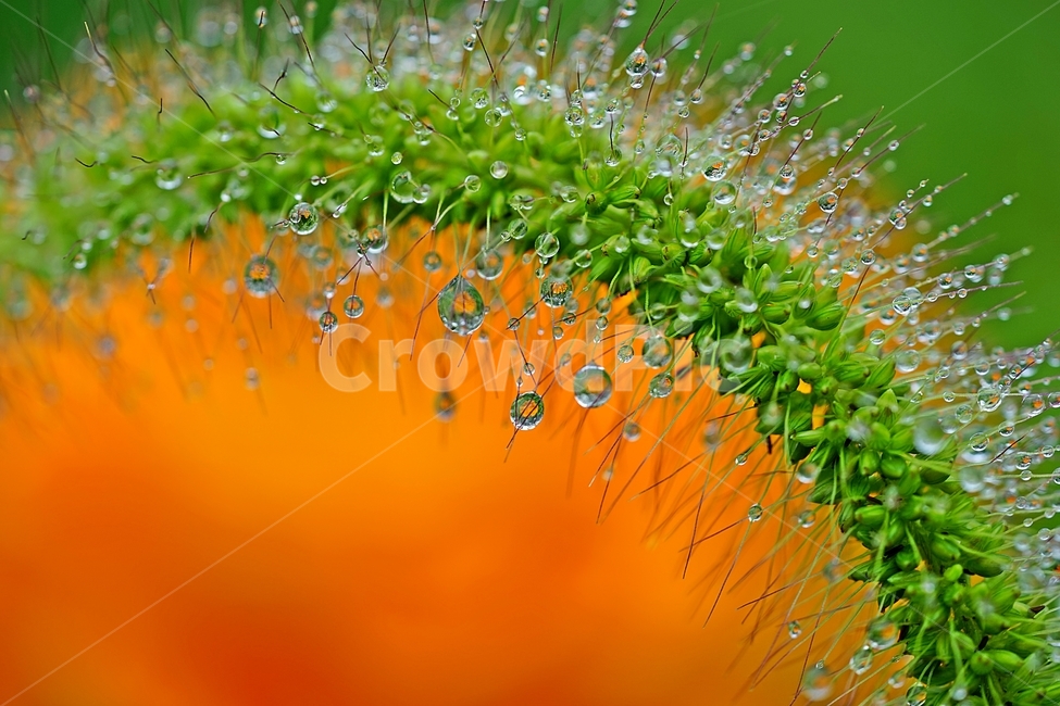 강아지풀,빗방울,물방울,야생초,식물,식물,자연,plants,nature