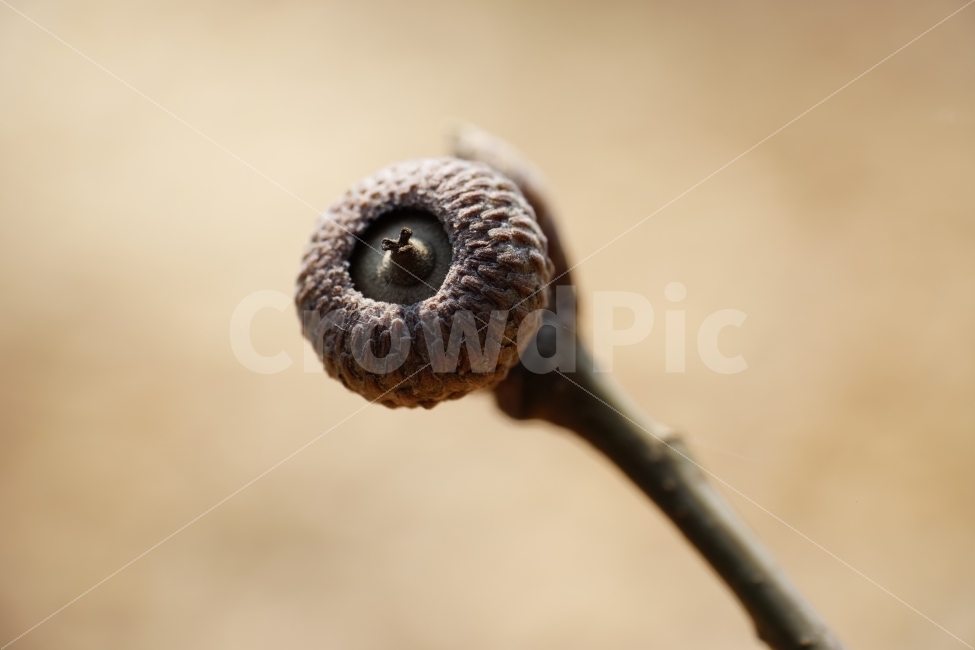 도토리,나뭇가지,참나무,상수리나무,봄,열매,결실,자연,식물,과일,nature,acorn,풍경,landscape,접사,mcaro,감성,감성사진,fruit,계절,season,식물,자연,plants,nature