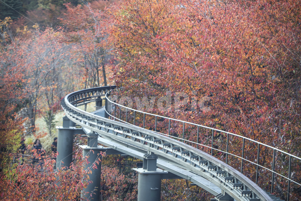 Hwadam Forest,forest,sunlight,Transportation,rail,railway,monorail,traffic,transportation,Maple