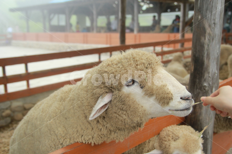 양,동물,포유류,양떼목장,목장,동물,animal,포유류,mammal,산업,industry,industrial,목축업,목장,livestock farming,ranching,pasture