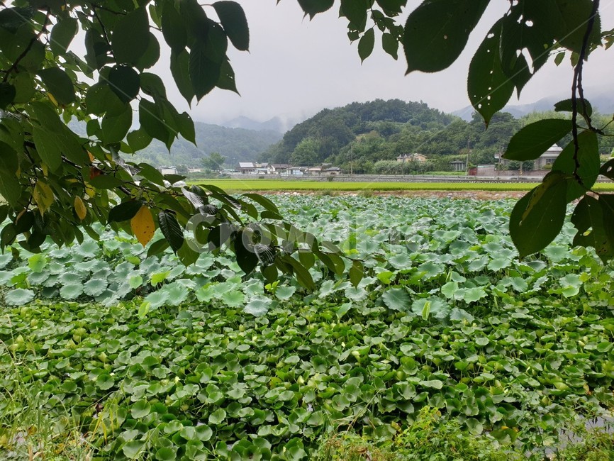 식물,자연,nature,plant,연잎,연꽃,꽃,flower,leaf,푸른,초록,싱싱한,lotus,수선화,daffodil,narcissus,시골풍경,나뭇잎,field,outdoors,들,옥외