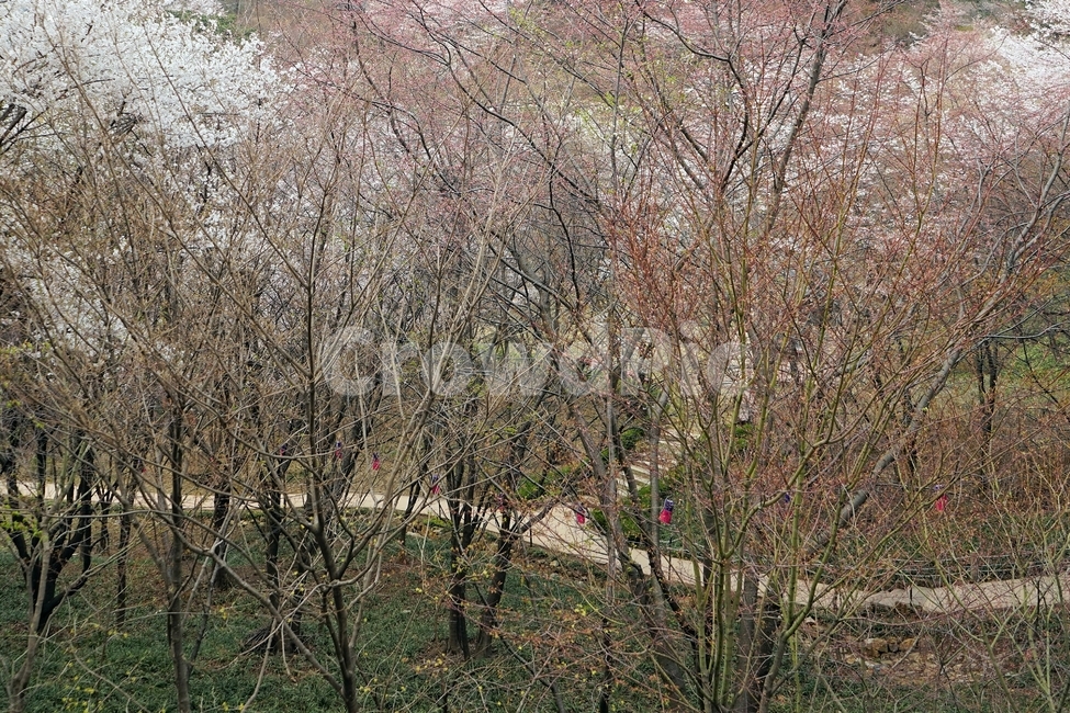 봄,가지,나무,벚나무,벚꽃,cherrytree,blossom,nature,spring,scenery,landscape,봄풍경,봄,계절,spring,season,식물,자연,plants,nature,나무,trees,wood,tree,plant,tree trunk,나무 줄기