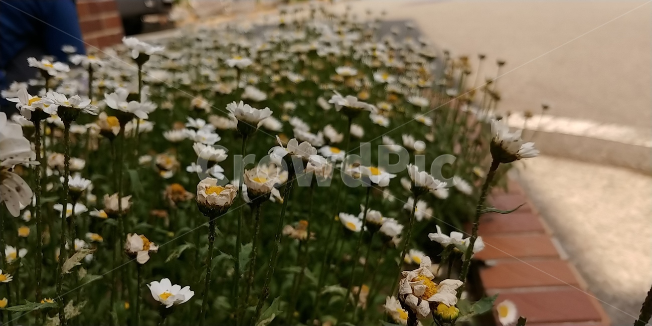 화단,정원,꽃,하얀색꽃,수많은꽃