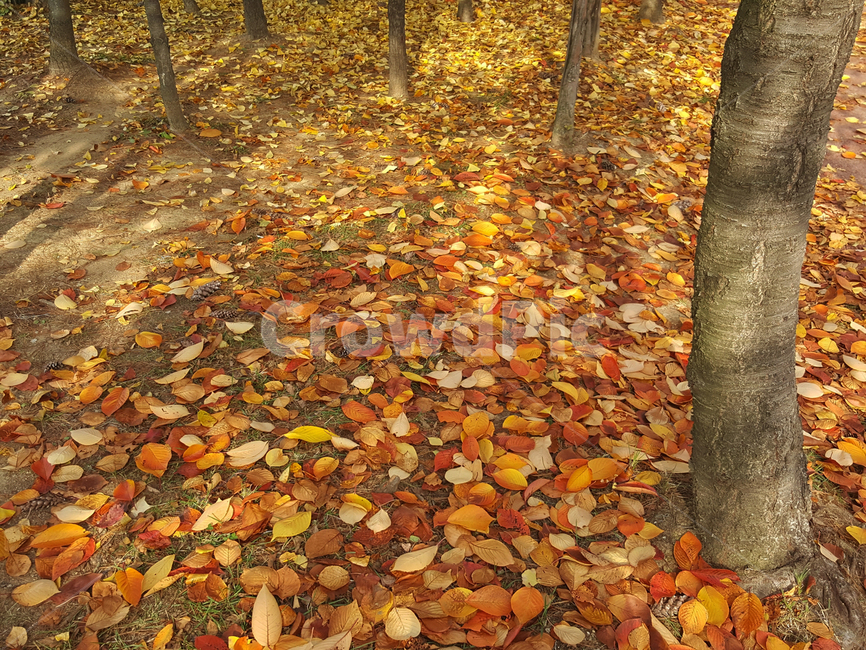 낙엽,가을,단풍,나뭇잎,자연,숲,가을,계절,fall,autumn,season,leaf,잎,plant,식물,ground,바닥,tree,나무