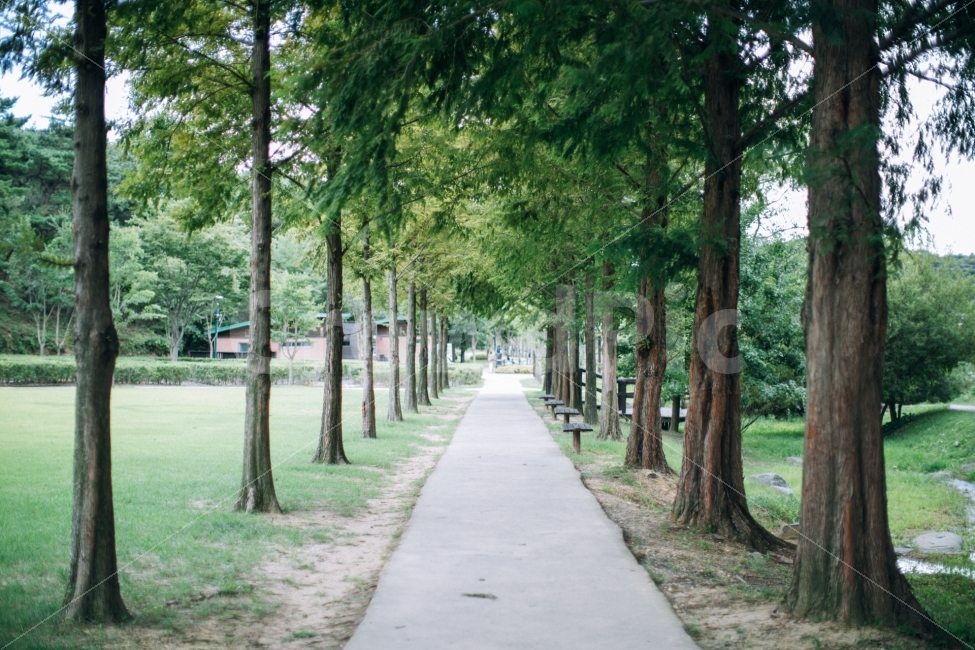 울산,대공원,나무,식물,메타쉐콰이어,자연,풍경,nature,landscape,여름,계절,summer,season,휴식,힐링,rest,relaxation,healing,outdoors,옥외,garden,정원,arbour,정자