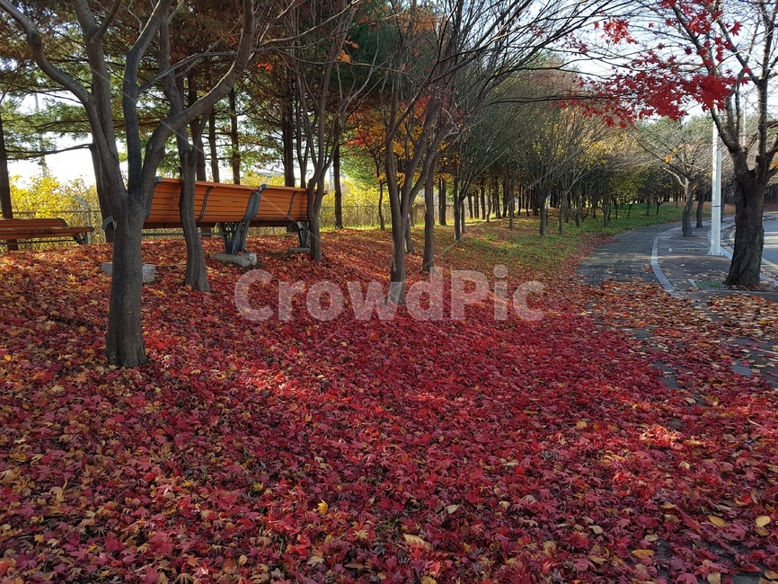 가을,낙옆,길,하늘,침묵,가을,계절,fall,autumn,season,leaf,잎,plant,식물,tree,나무,maple,단풍