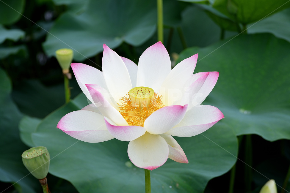 연꽃,꽃,분홍꽃,풍경,식물,식물,자연,plants,nature,꽃,flower