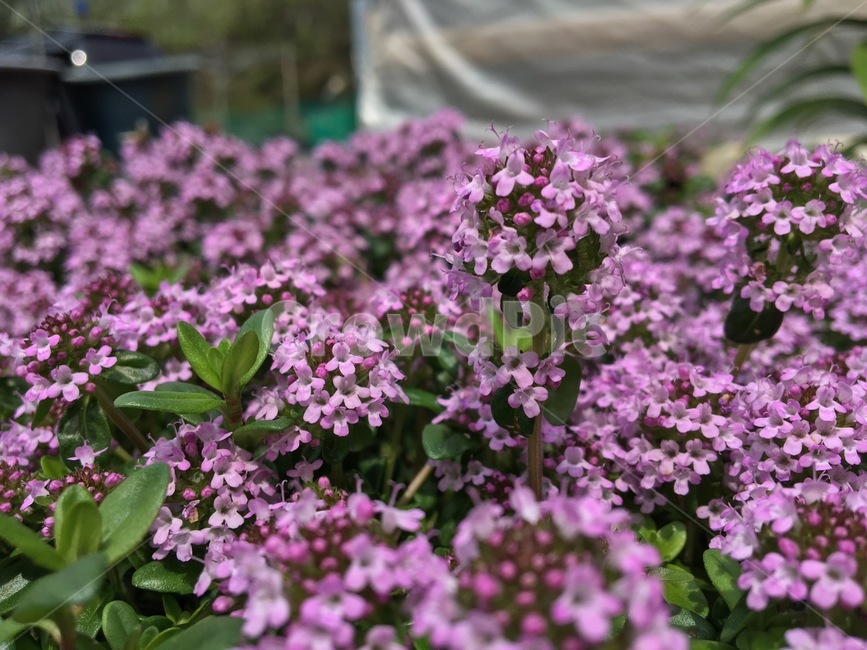 식물,보라색,근접,꽃,초록색,식물,자연,plants,nature,꽃,flower