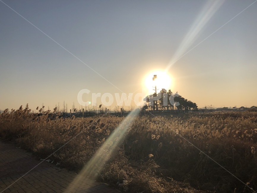 노을,해,햇빛,갈배,갈대밭,가을,자연,풍경,nature,landscape,flare,플레어,light,빛,sunlight