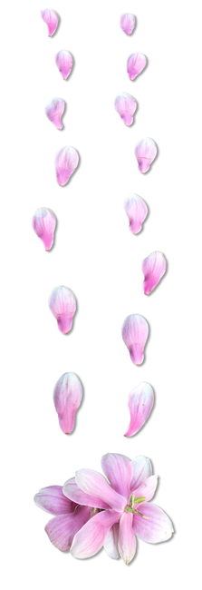 목련,목련꽃길,꽃길,발자국,발자욱,꽃발자국,꽃발자욱,홍목련
