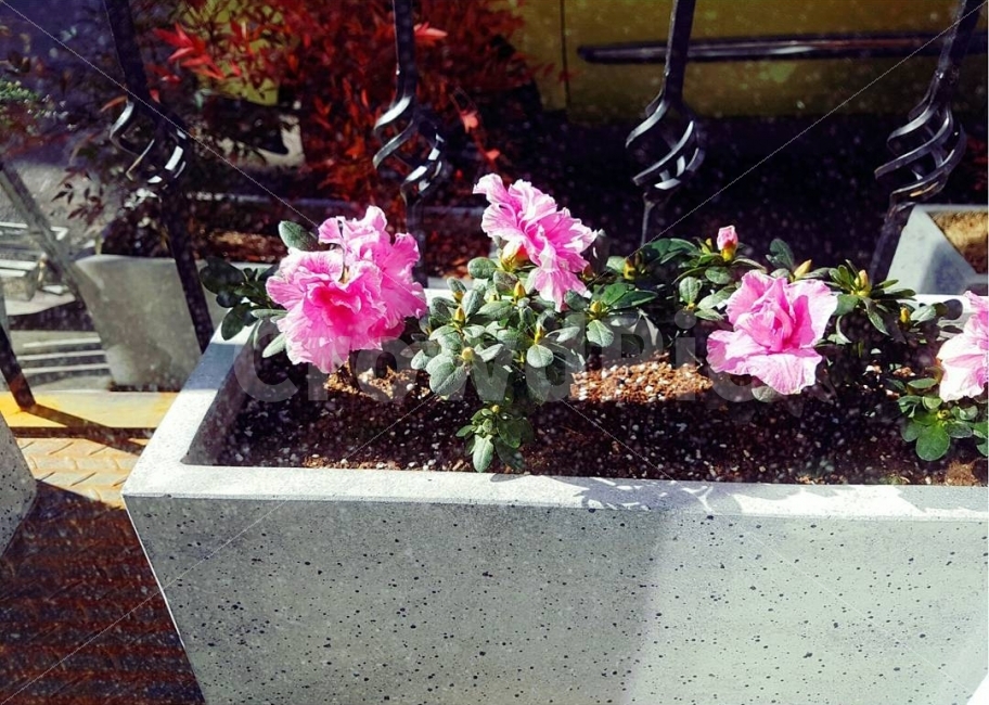 꽃,화분,감성사진,Flower,창문,식물,자연,plants,nature,꽃,flower,실내용화초,화분,화초,house plant