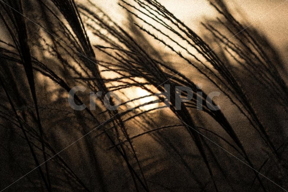 가을,그리고,노을,억새,noise,역광,가을,계절,fall,autumn,season,자연,풍경,nature,landscape,감성,sensible,feeling,grass,잔디,plant,식물