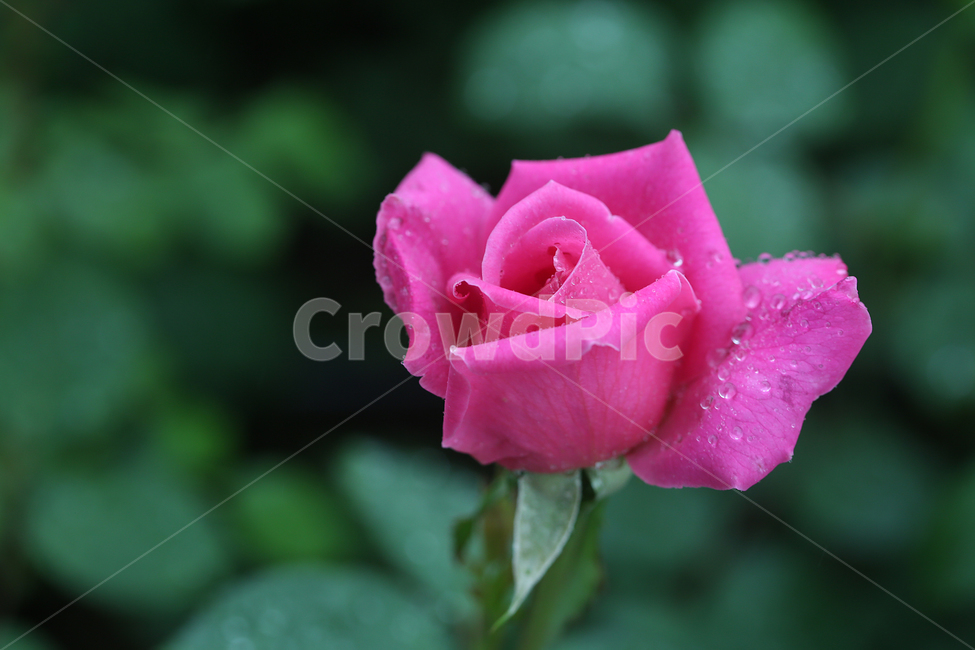 빗방울,물방울,raindrop,waterdrop,장미,꽃,rose,flower,식물,자연,plants,nature,꽃,flower