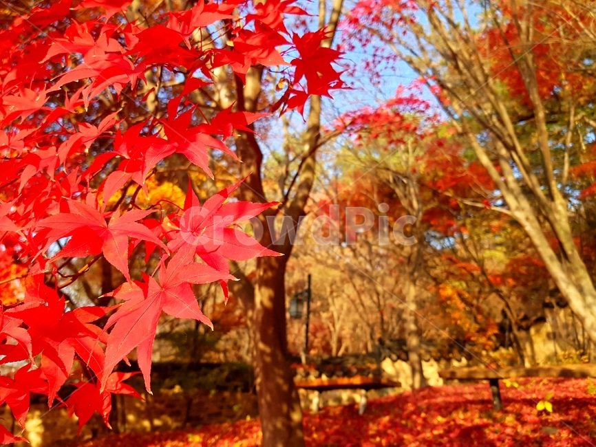 가을,나무,쓸쓸함,단풍,낙엽,가을,계절,fall,autumn,season,leaf,잎,plant,식물,tree,maple