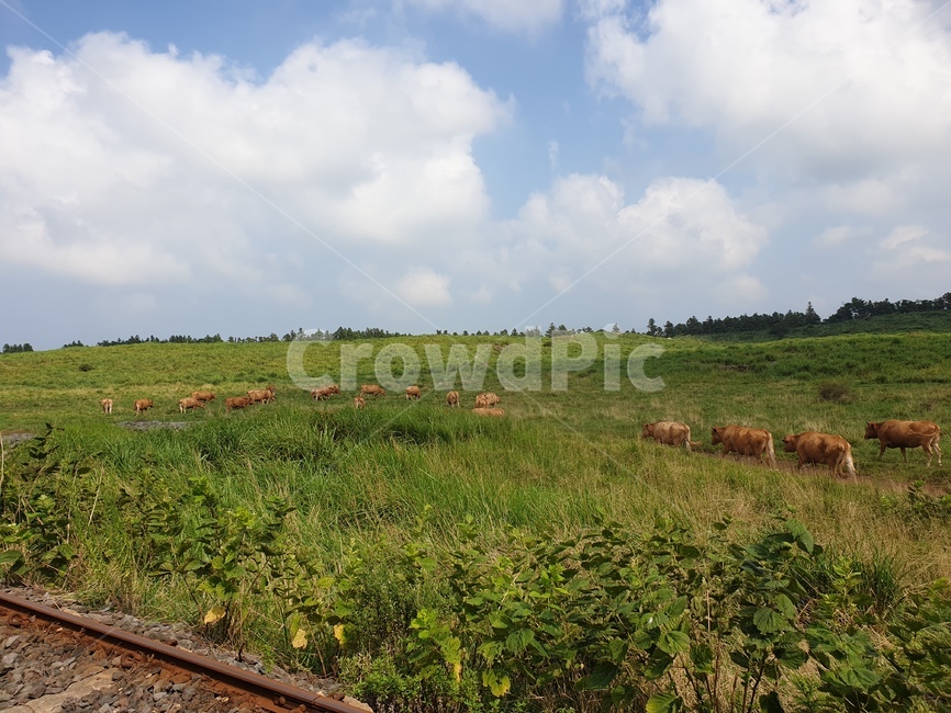 소,cow,가축,동물,자연,레일,nature,animal,cattle,mammal,기찻길,목초지,grassland,railway,transportation,traintrack,들,field,포유류,소떼,방목,초원,동물,animal,포유류,mammal,목축업,목장,livestock farming,ranching,pasture