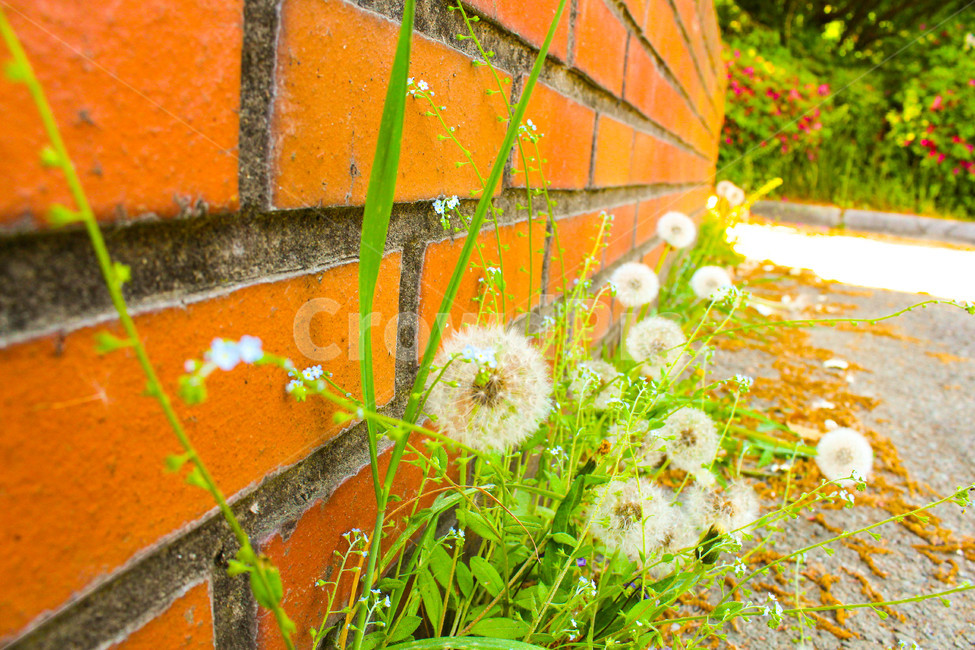 plant,flower,식물,wall,벽,blossom,꽃,민들레