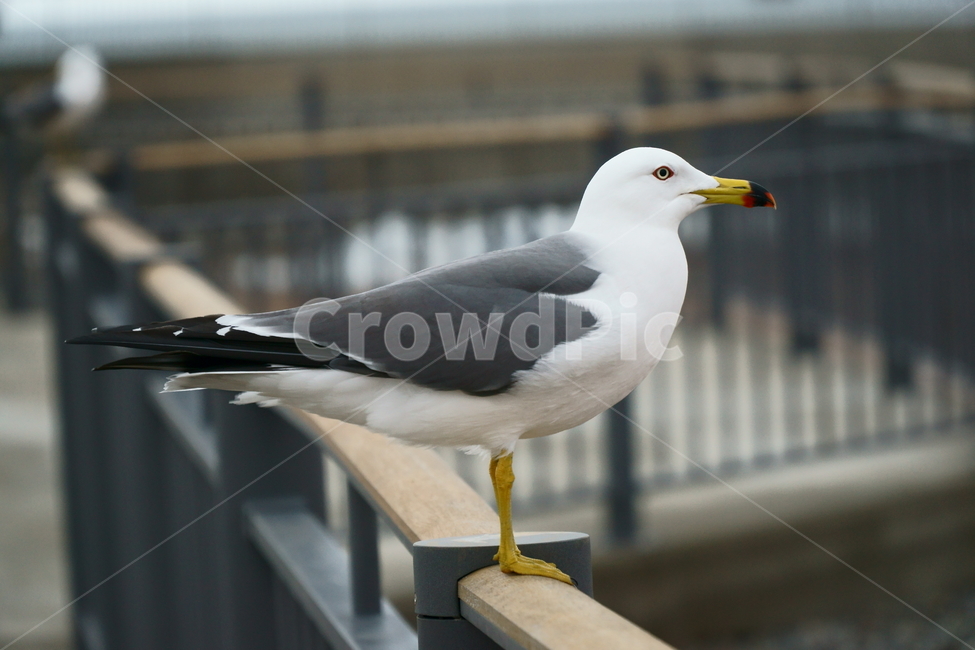 갈매기,새,animal,동물,seagull,새다리,바다새,조류,자연,앉아있는,분위기,동물,animal,조류,새,birds