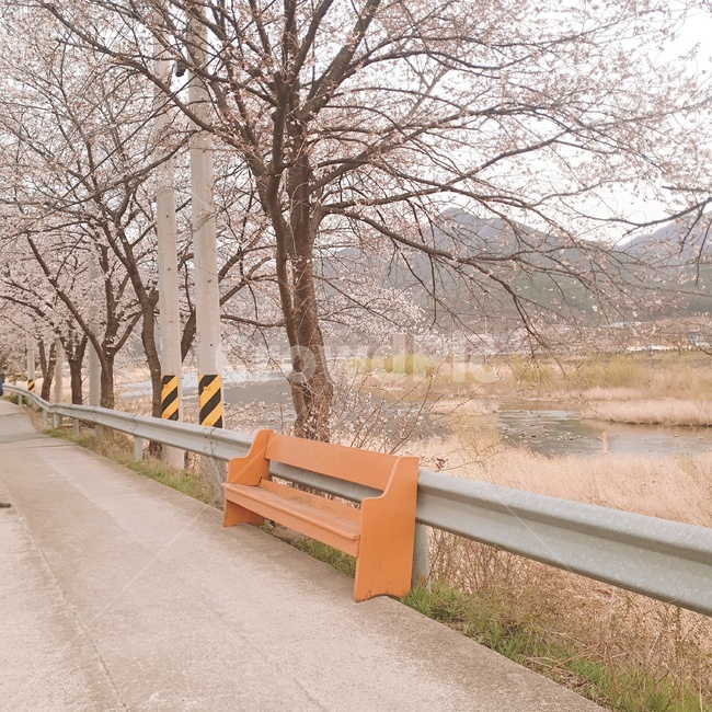 의자,벚꽃,나무,풍경,시골,봄,문경,식물,자연,plants,nature,꽃,flower,나무,trees,wood
