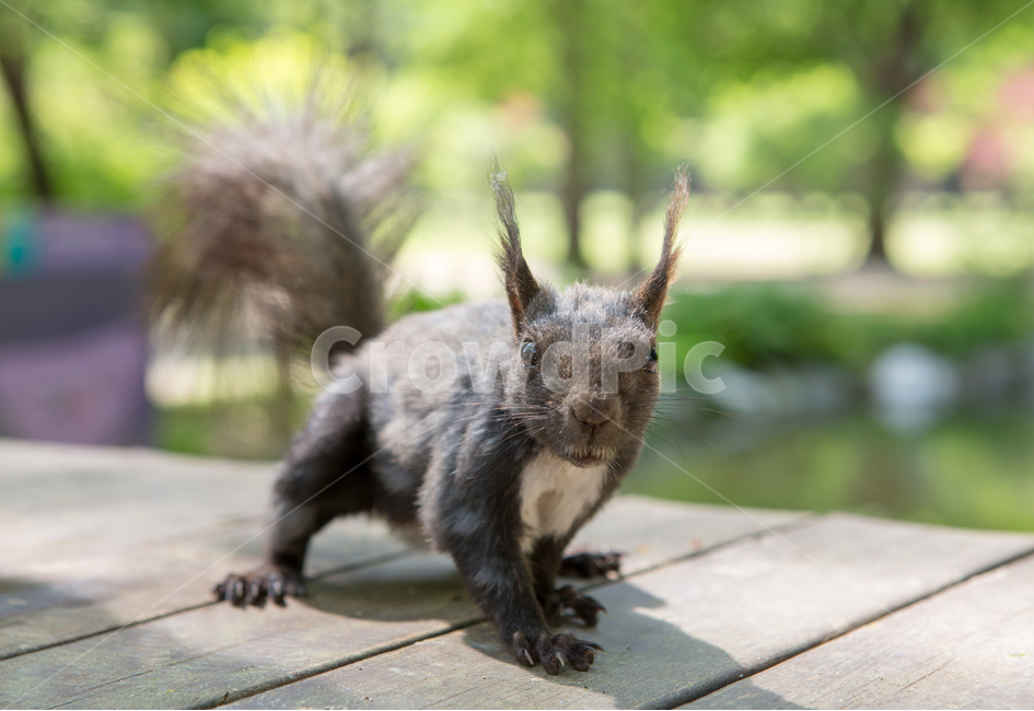 청설모,다람쥐,동물,설치류,야생동물,꼬리,털,koreansquirrel,척삭동물,동물,animal,포유류,mammal