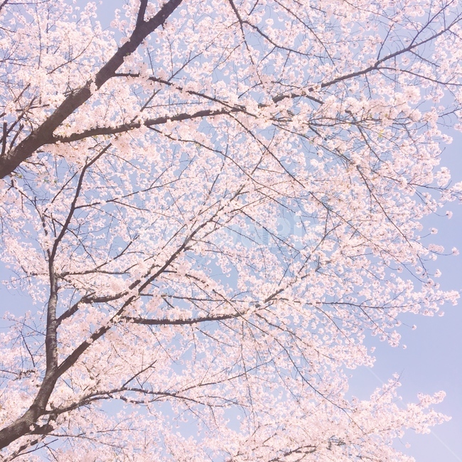 벚꽃,벚나무,벚꽃나무,벚꽃놀이,감성,핑크,분홍,꽃나무,꽃