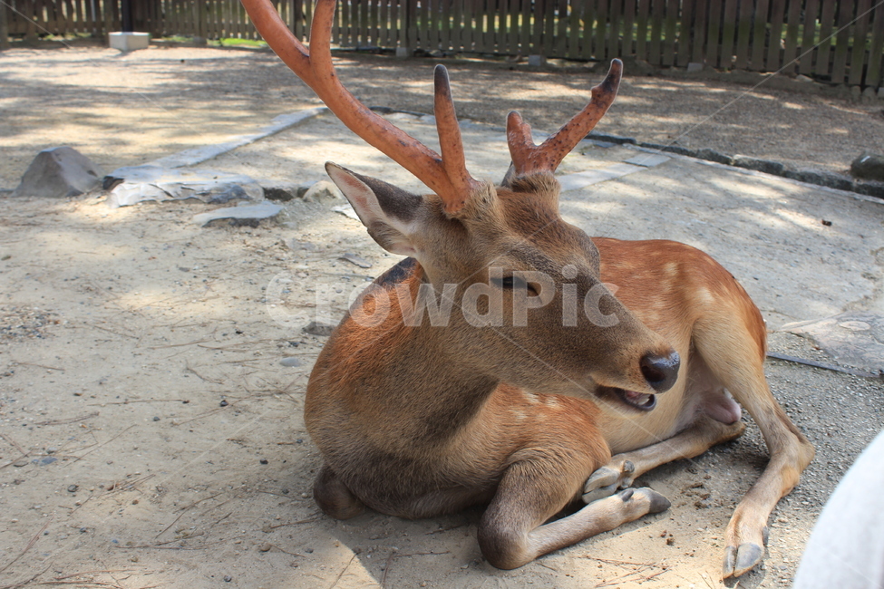 사슴,동물,영양,포유류,야생동물,animal,wildlife,mammal,antelope,deer,뿔,antler,동물,animal,포유류,mammal