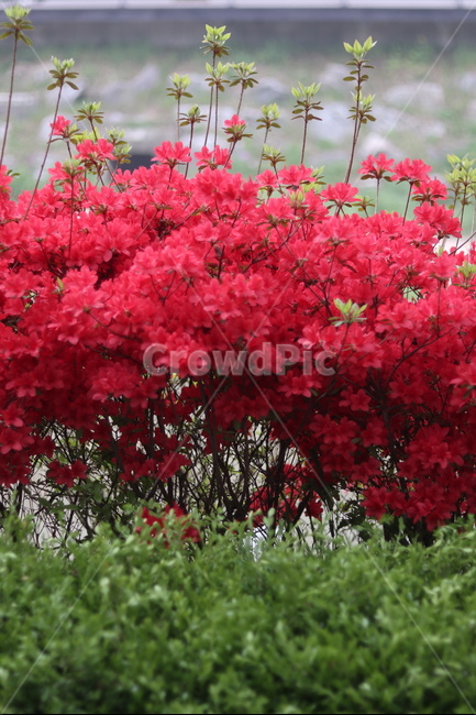 영산홍,길가,붉음,봄,빛,나무,봄,계절,spring,season,식물,자연,plants,nature,꽃,flower,plant,leaf,잎