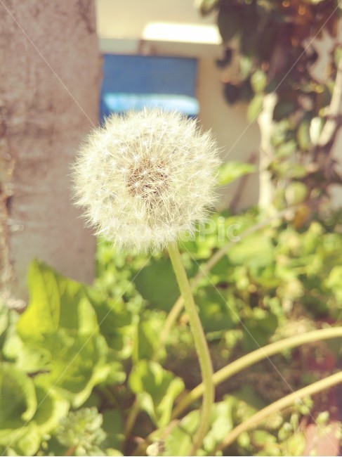 민들레꽃씨,하늘하늘,기다림,여정,식물,식물,자연,plants,nature,꽃,flower