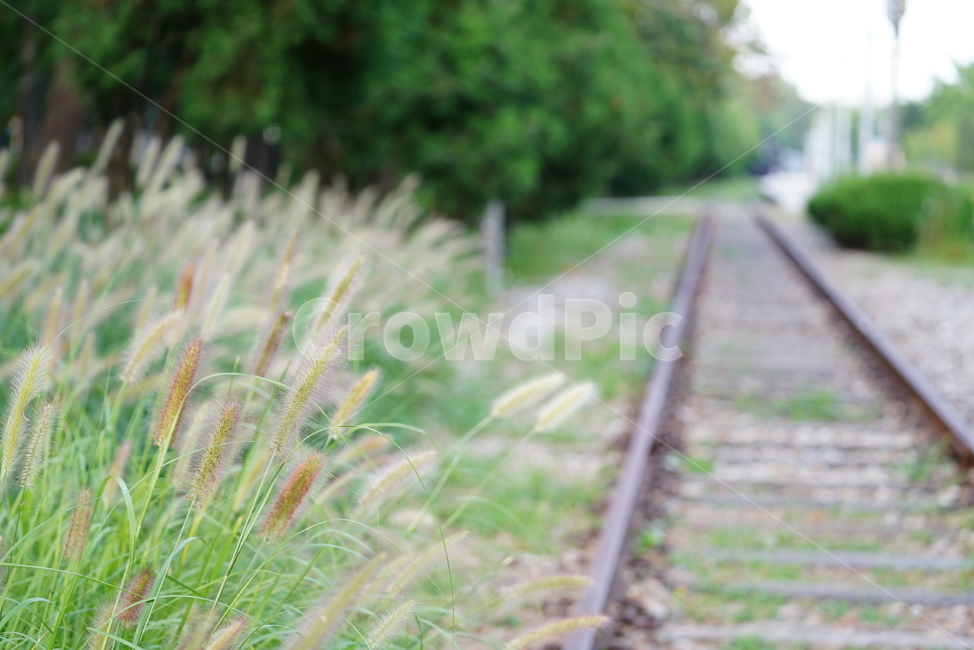 강아지풀,풀,식물,생물,자연,생명,기찻길,rail,레일,railway,식물,자연,plants,nature