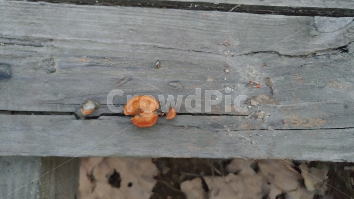 버섯,영지버섯,나무판자,판자,식물,자연,작은생명,생명,버섯,mushroom