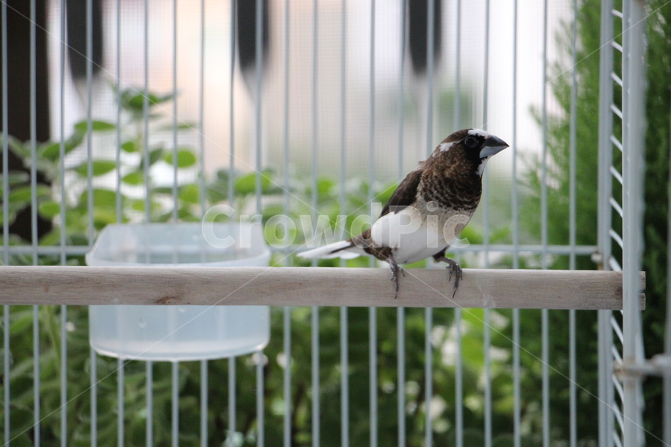 십자매,새장,새,commonfinch,횟대