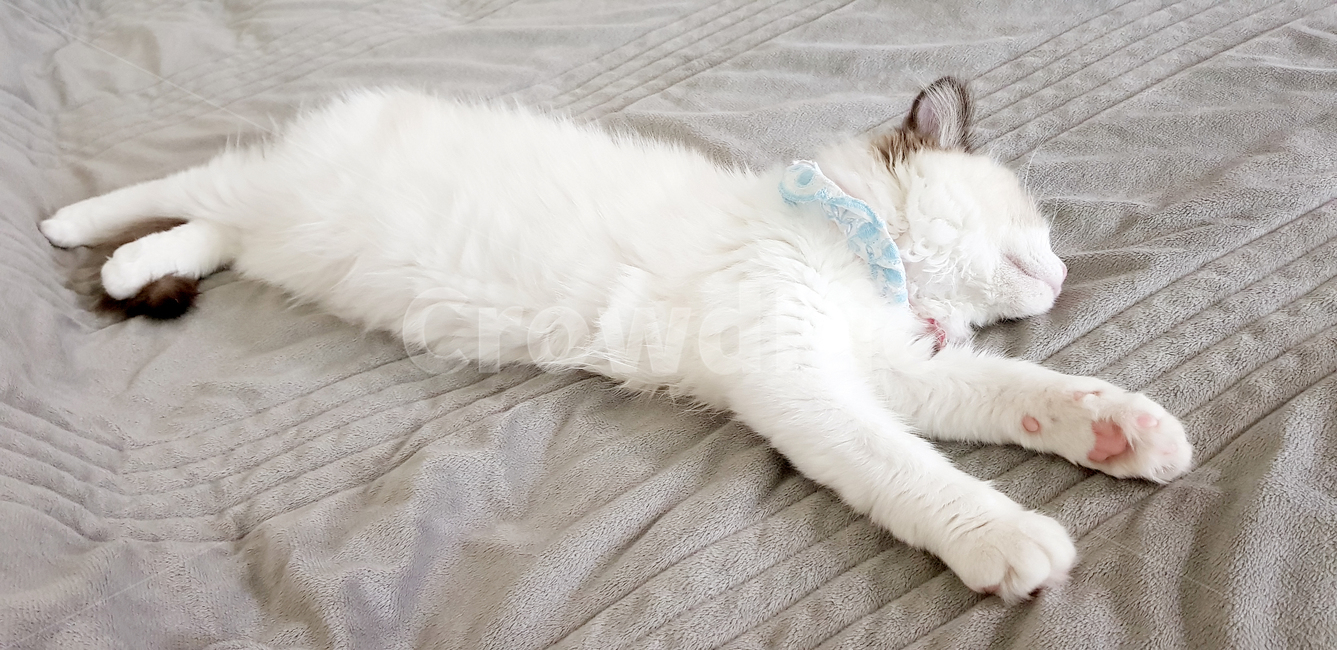 고양이,고양이새끼,자묘,랙돌,cat,아기고양이,pet,반려동물,반려묘,애완동물,regdoll