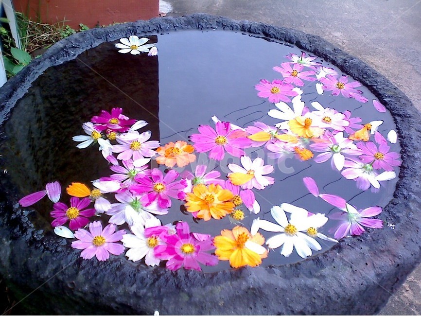 코스모스,꽃,꽃잎,가을,가을하늘,항아리,예쁜꽃,감성사진,가을,계절,fall,autumn,season,꽃,flower,plant,식물