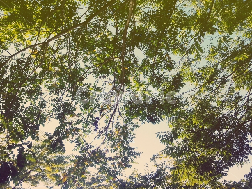 하늘,나무,숲,초록초록,울창한,싱그러운,푸르른,sky,forest