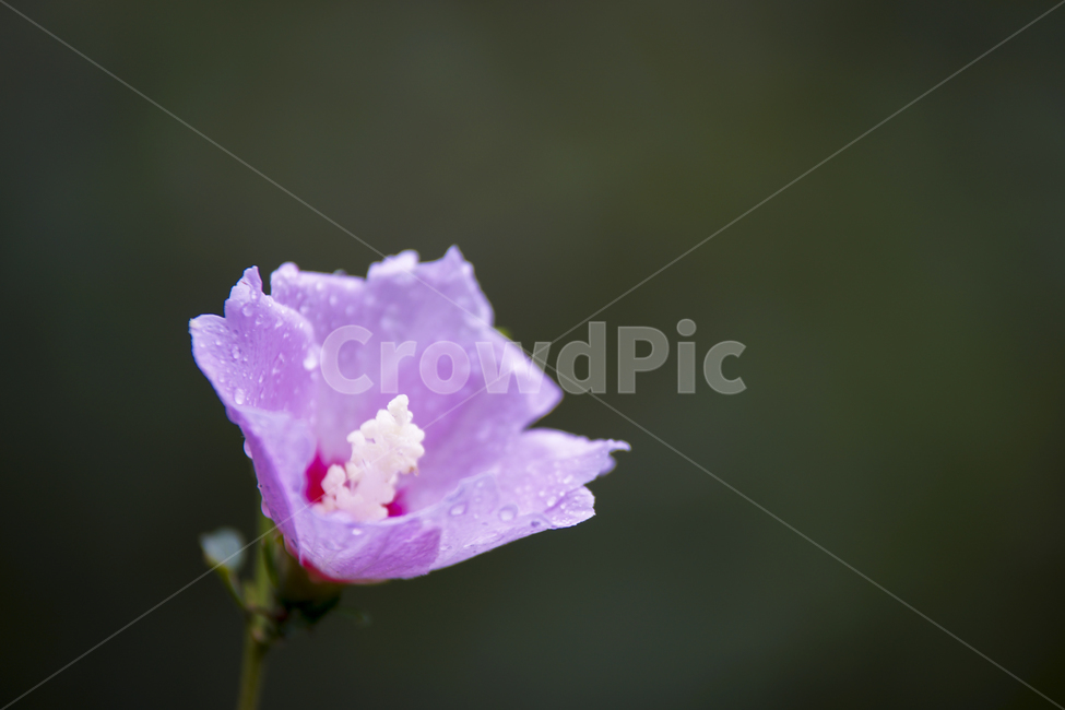 무궁화,무궁화꽃,국화,매크로,roseofsharon,식물,자연,plants,nature,꽃,flower