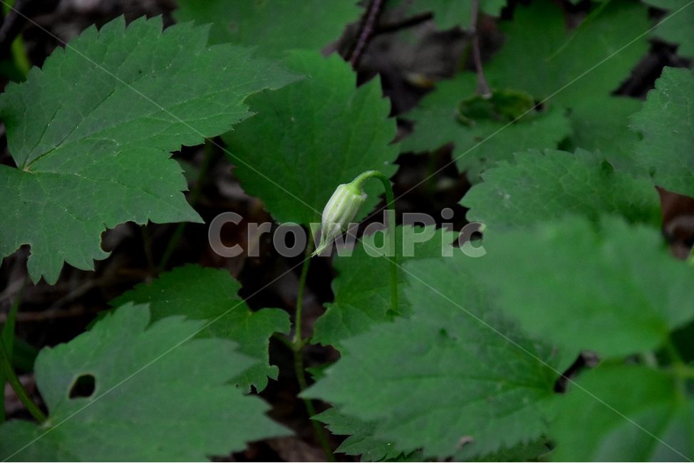 세잎종덩굴,누른종덩굴,야생화,꽃,식물,자연,생태,플라워,flower,plants,nature,식물,자연,plants,nature