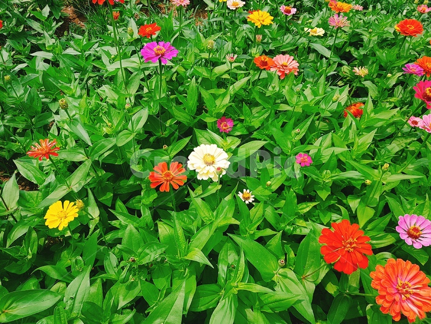 flower,꽃,plant,식물,자연,nature,식물,자연,plants,nature,꽃,flower