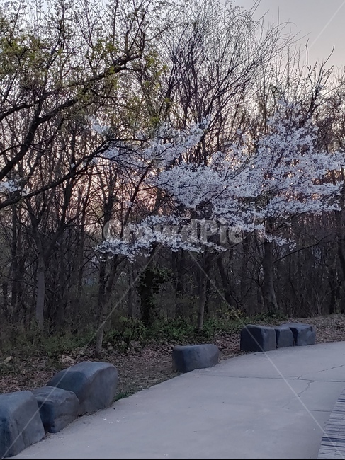 풍경,길,거리,저녁,벚꽃,꽃길