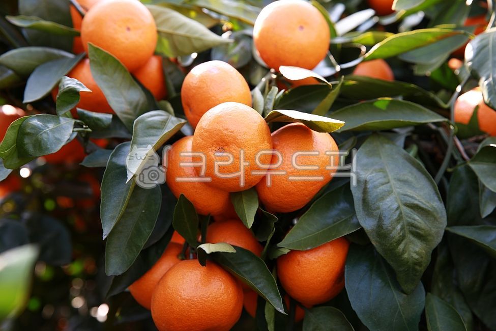 귤,감귤,감귤류,과일,citrus,fruit,음식,food,주황색,orange,감귤나무,귤나무,제주감귤,맛있는귤,천혜향,레드향,제주도과일,제주도감귤,달콤한,달콤한과일,노지감귤,가을